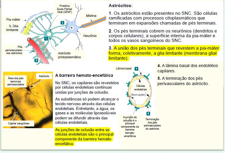 OLIGODENDRÓCITOS Produtores de