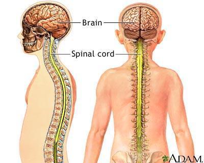 Divisão Anatômica SNC ENCÉFALO MEDULA ESPINHAL - CEREBRO; - CEREBELO; -