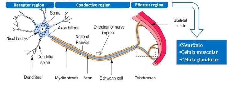 NEURÔNIO