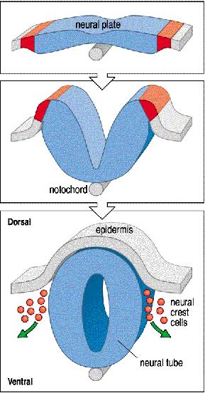 migram da região dorsal