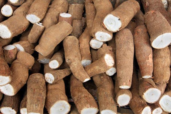 Raízes (concentrado energético) Raspas de mandioca são raízes picadas em máquinas simples e secadas ao sol, preferencialmente em terrenos cimentados. É alimento rico em energia e pobre em proteína.
