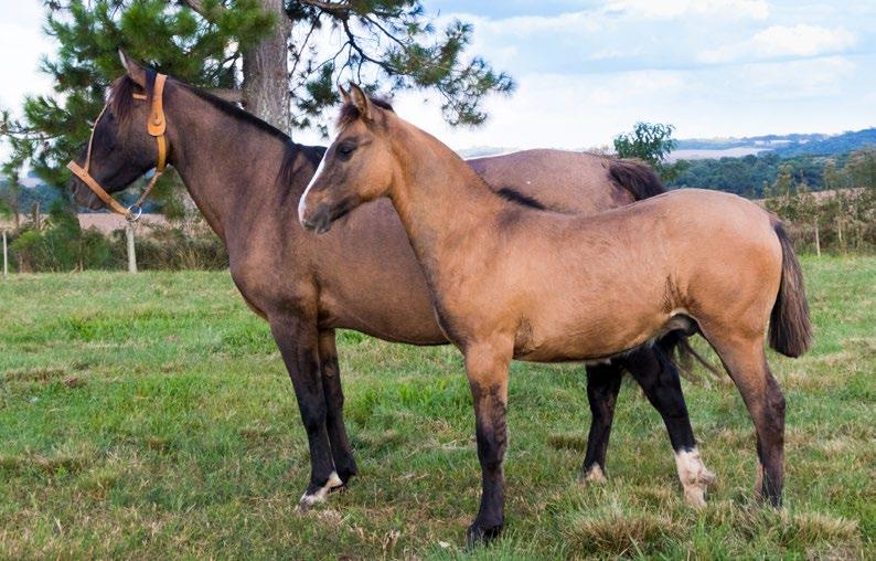 La Jupita Corrientes 03SBB B172683 RP 02 GATEADA CEBRUNA FÊMEA 06/12/1999 Amanunciada. Com cria macho ao pé de Kilate do Rincão Monarca, nascido em 16/12/2017.