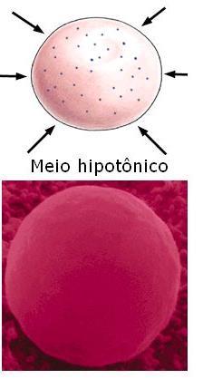 Síntese de ATP H2O Na Bomba