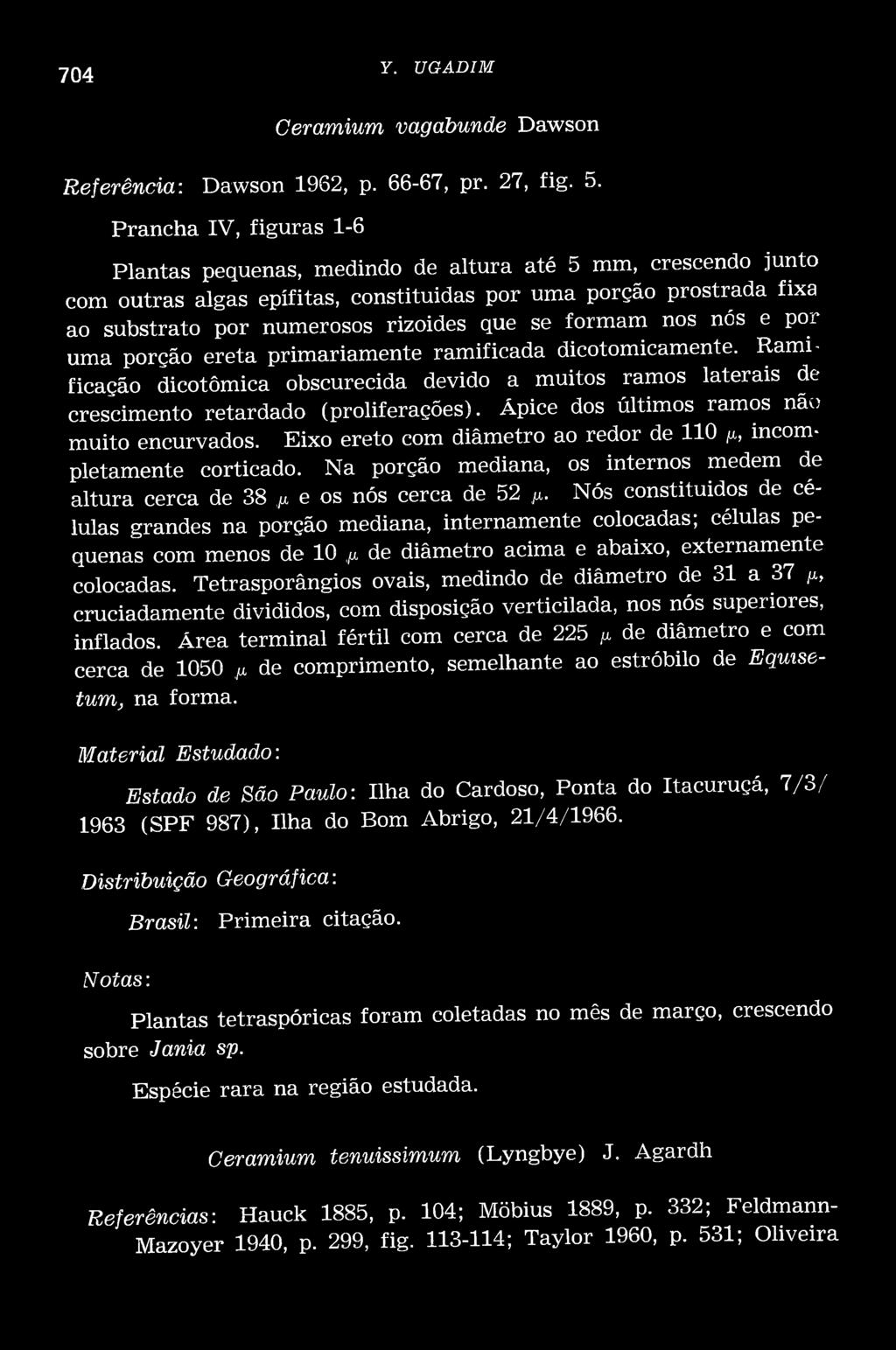 formam nos nós e por uma porção ereta prim ariam ente ramificada dicotomicamente. R am i ficação dicotômica obscurecida devido a muitos ramos laterais de crescimento retardado (proliferações).