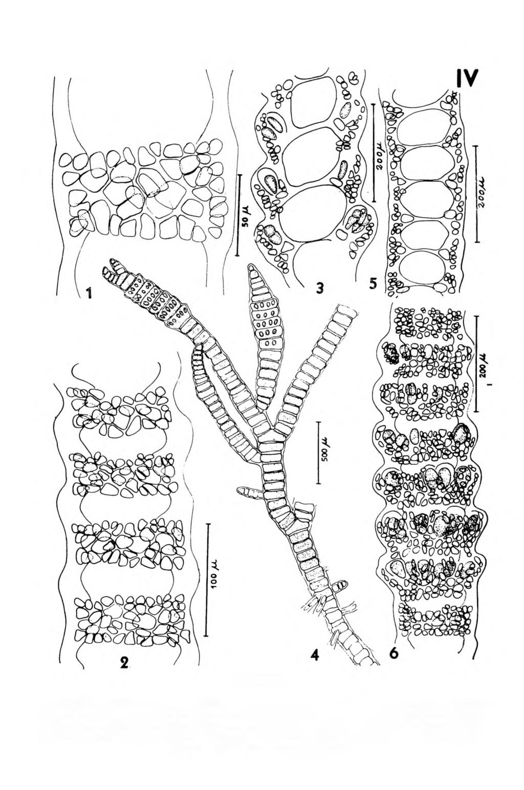PRANCHA IV Ceramium vagabunde: 1 detalhe de um nó adulto; 2 nós da porção superior