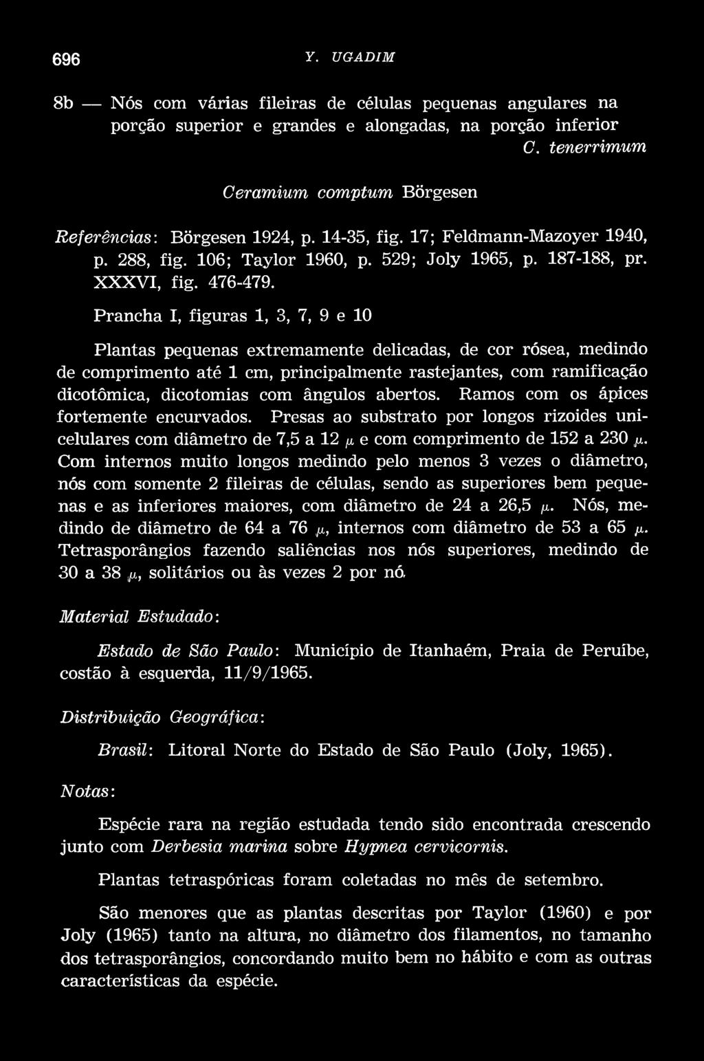 Prancha I, figuras 1, 3, 7, 9 e 10 Plantas pequenas extremamente delicadas, de cor rósea, medindo de comprimento até 1 cm, principalmente rastejantes, com ramificação dicotômica, dicotomías com