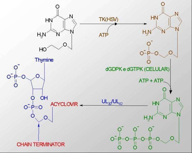 Tratamento: Aciclovir ativação