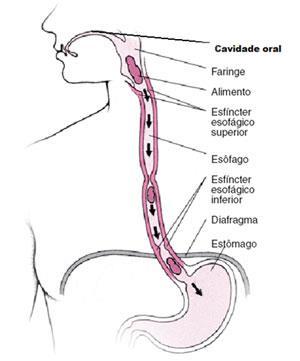 FISIOLOGIA ENERGÉTICA ESTÔMAGO (WEI) cavidade oral (gengiva, mucosa