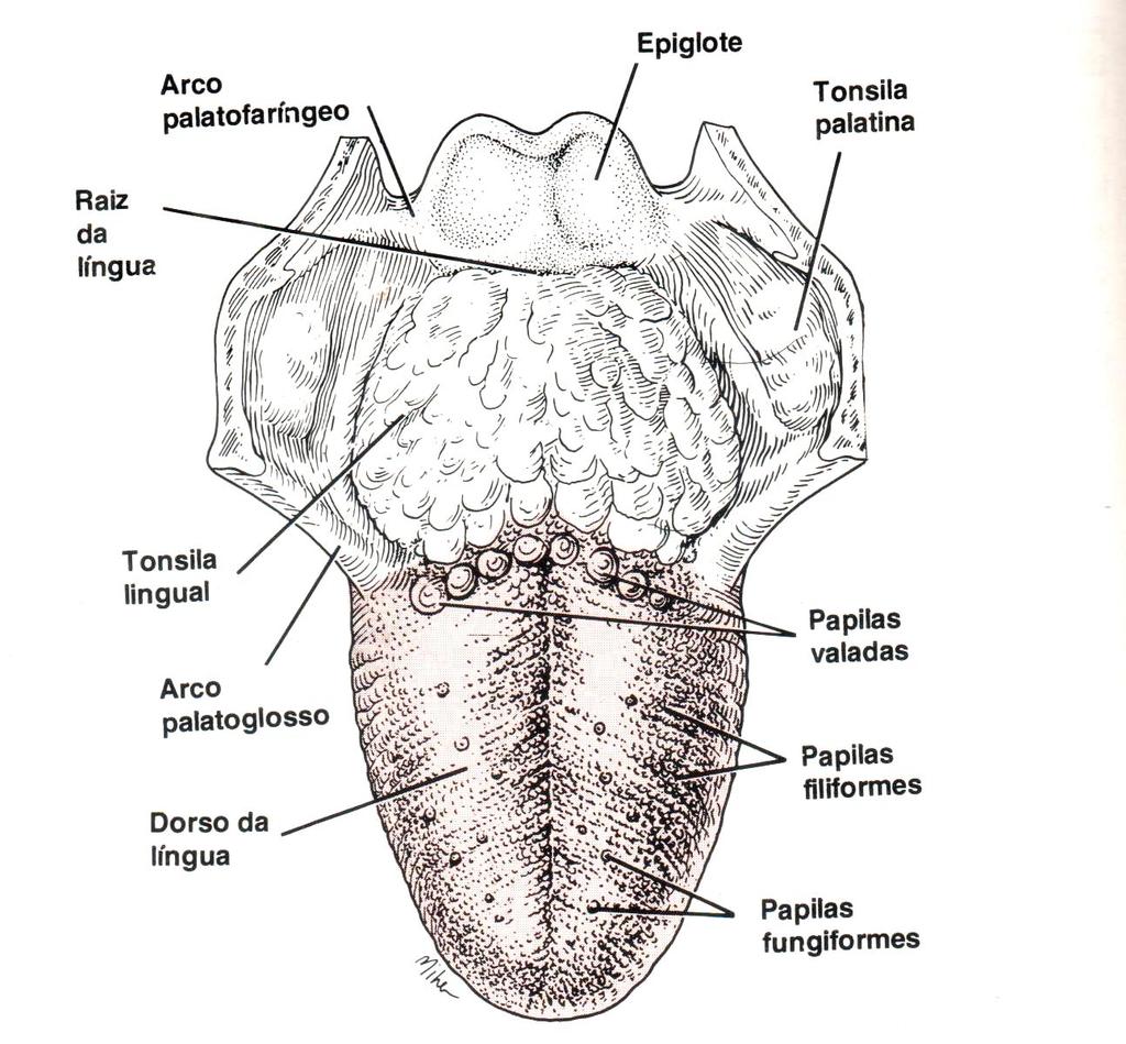 ANATOMIA DA LÍNGUA Composta de feixes músculo-esqueléticos e mucosa Possui as seguintes estruturas: Papilas valadas (botões gustatórios) Papilas