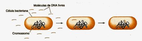 Replicação bacteriana RECOMBINAÇÃO GENÉTICA por transformação a bactéria absorve moléculas de DNA dispersas no meio e às incorpora à cromatina.