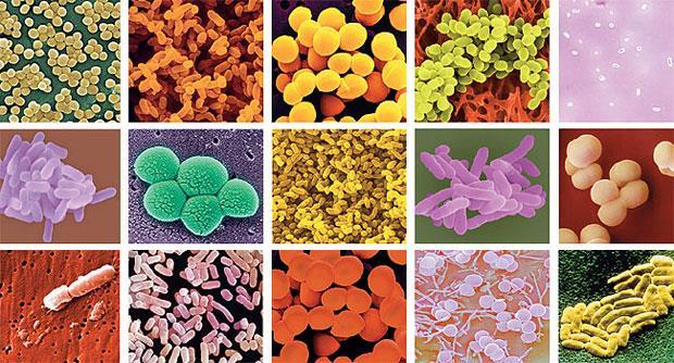 Organismos unicelulares Microscópicos Procariontes Vivem isolados ou em colônias.