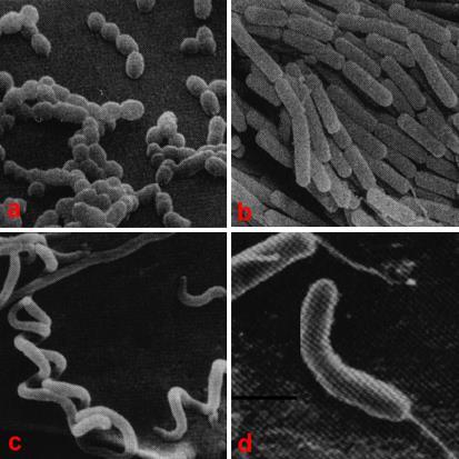 Forma celular e tipos de colônias bacterianas a) Cocos