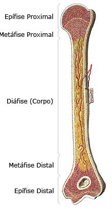 ESTRUTURA DOS OSSOS LONGOS Diáfise: é a haste longa do osso.