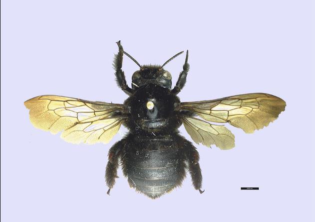 141 Xylocopa brasilianorum (Linnaeus, 1767) Mamangava de toco Fonte: Marchi e Santos (2013) 1.