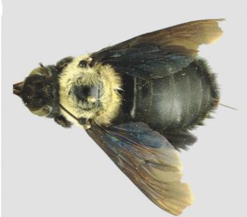 146 Xylocopa dimidiata (Latreille, 1809) Mamangava Fonte: Marchi e Santos (2013) 1.