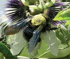 148 Xylocopa frontalis (Olivier, 1789) Mamangava de toco Fonte: Silva et al. (2014) 1.