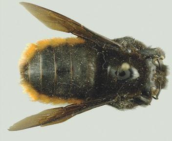 159 Xylocopa nigrocincta (Smith, 1854) Mamangava Fonte: Marchi e Santos (2013) 1.