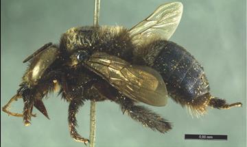 171 Xylocopa splendidula (Lepeletier, 1841) Mamangava Fonte: Marchi e Santos (2013) 1.