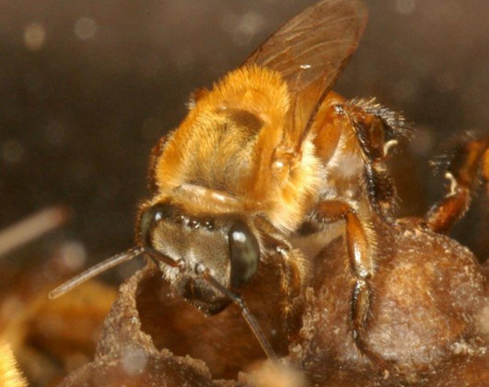 91 Melipona rufiventris (Lepeletier, 1836) Uruçu amarela Fonte: https://hbjunior19.wordpress.com 1.