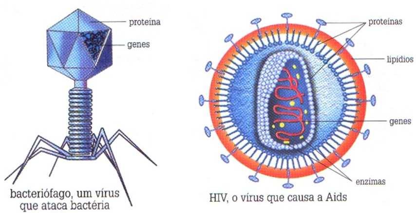 Teoria que engloba todos os seres, inclusive os acelulares. http://www.beevoz.net/wp-content/uploads/2015/02/dna.