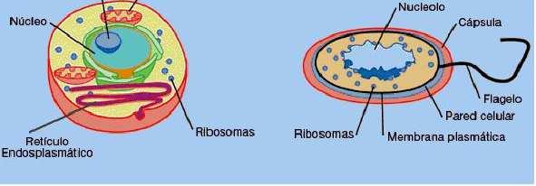 Cladograma 5 Reinos Cladograma 3 Domínios https://biologiaevolutiva.files.wordpress.