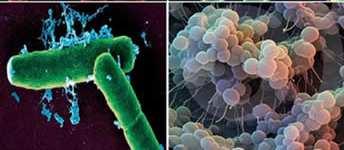 jpg PLANTAE FUNGI fungos eucarionte unicelular ou pluricelular