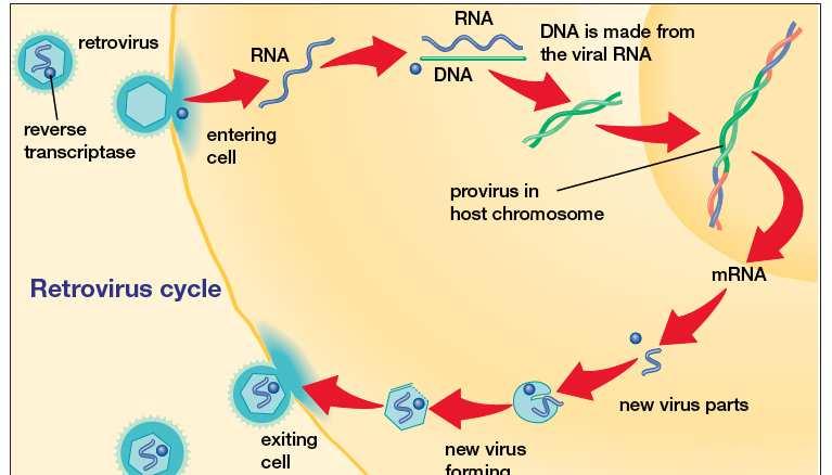 VÍRUS DE ANIMAIS Com DNA (adenovírus) ou RNA (retrovírus) Maioria entra na célula hospedeira com a cápsula protéica, diferindo dos bacteriófagos Ciclo LISOGÊNICO e Ciclo LÍTICO No ciclo lisogênico o