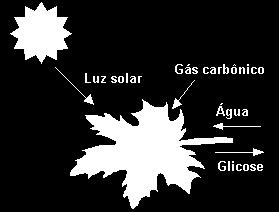 NECESSIDADES DOS VEGETAIS O que é fornecido pelo solo?