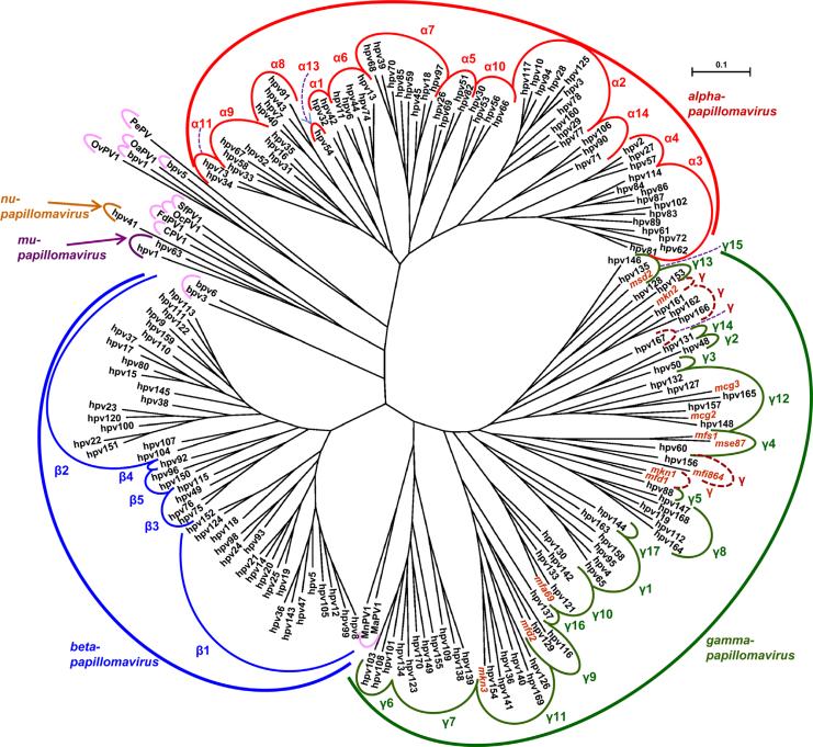 Figura 2 Árvore filogenética realizada com base nas sequências codificantes da L1 de 170 tipos de HPV, papilomavírus de animais individuais e papilomavírus humanos recentemente identificados