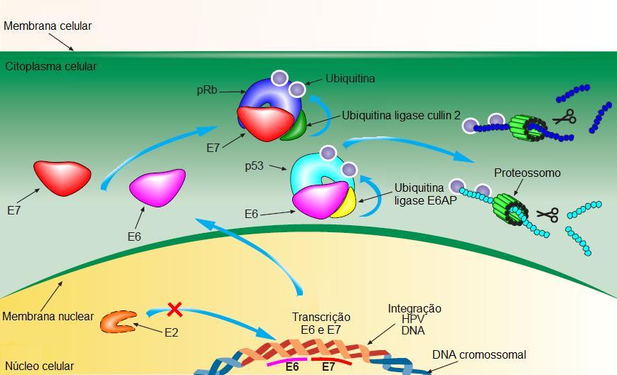 Figura 4 DNA HPV mediando a inativação de p53 e prb via protossomal. Fonte: IMMUNOPAEDIA, 2013. 5.1.2 Incubação A incubação do HPV está relacionada com sua habilidade de evadir o sistema imune.