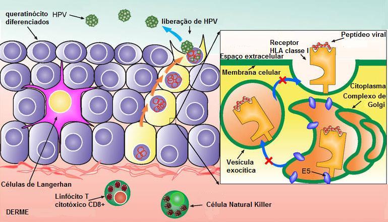 Figura 5 Estratégias de evasão do sistema imune pelo HPV. Fonte: IMMUNOPAEDIA, 2013.