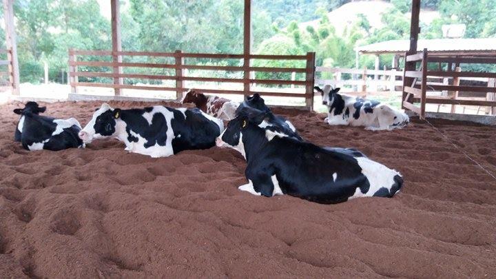 A instalação consiste em uma área coberta para descanso das vacas, revestida com camas de serragem, maravalha, casca de café ou bagaço de cana, que associado com esterco, fará a compostagem do