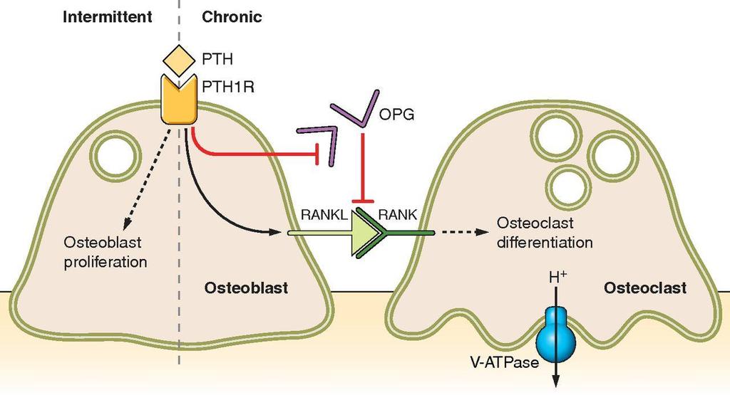 Paratormônio x Osso PTH estimula RANKL e OPG nos osteoblastos