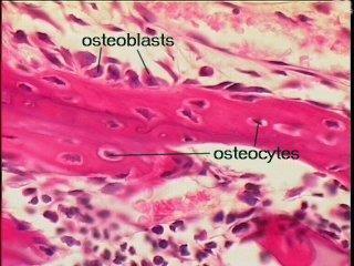 Osteoblasto Secretam: Colágeno tipo I Glicoproteínas: osteocalcina e osteopontina Fosfatase alcalina
