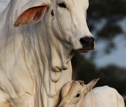 InfoCarne Nro 121 06 de Novembro de 2017 Destaque Nova etapa de vacinação contra aftosa começa nesta quarta-feira No primeiro semestre foram vacinados 98,28% do total de animais previstos Na próxima