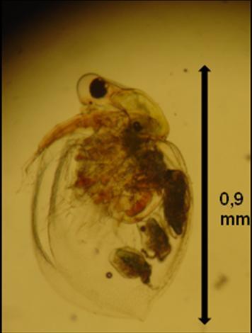 Sendo assim, o que se pretende com a presente proposta de pesquisa é avaliar a toxicidade do efluente do branqueamento de pasta celulósica em sua pré e pós-degradação biológica, através de bioensaios