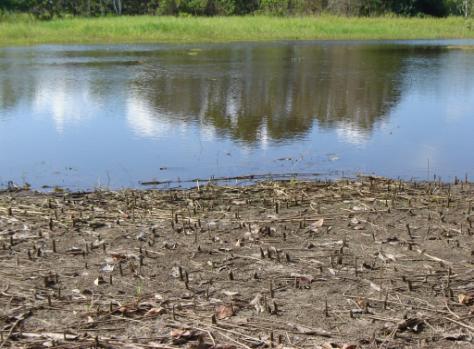 Isso só é possível, devido às características dos solos das várzeas amazônicas, que de maneira geral, possuem grande capacidade germinativa.