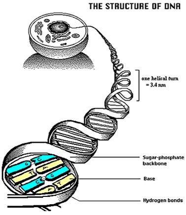 O comprimento de uma fita de DNA humano, caso fosse desenrolada, seria de ~ 2 m.