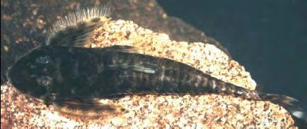 FIGURA 1. Vista dorsal de um exemplar macho maduro de Harttia guianensis apresentando grande quantidade de odontóides no espinho da nadadeira peitoral.