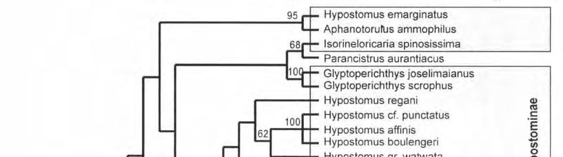 FIGURA 3. Filogenia proposta por Montoya-Burgos et al.