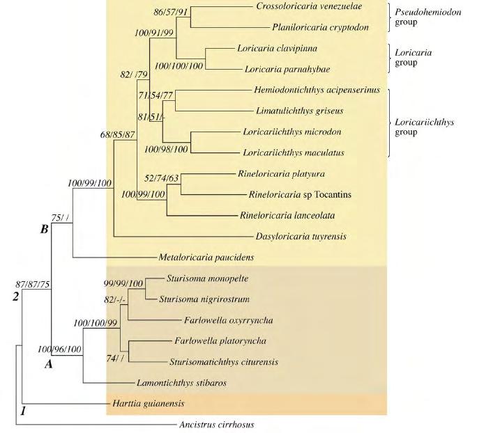 FIGURA 6. Árvore de Máxima Verossimilhança incluindo 14 gêneros e 20 espécies inferidos de análises de seqüências parciais do gene 12S e 16S, segundo Covain et al. (2008).