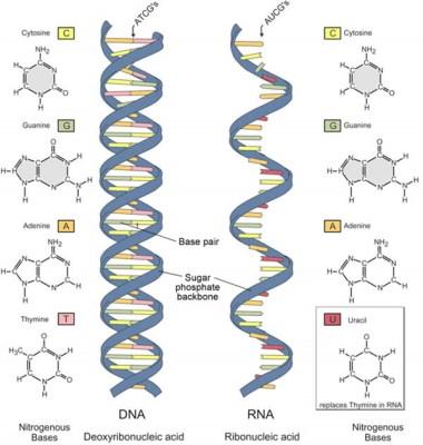 TIPO DE RNA: LOCALIZAÇÃO E FUNÇÃO mrna (mensageiro): transfere a informação do DNA ao ribossomo para a síntese de proteínas; rrna (ribossomal): componente dos ribossomos Representa 75% do RNA total