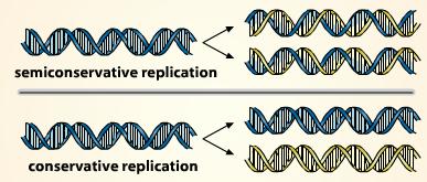 hereditária Tipos de replicação 8.