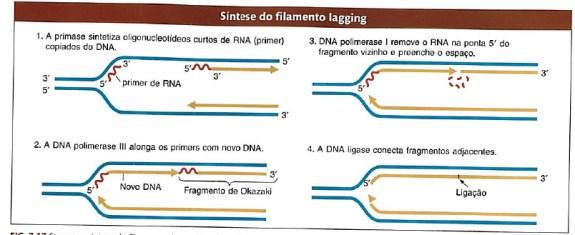 DNA-polimerase adiciona os nucleotídeos