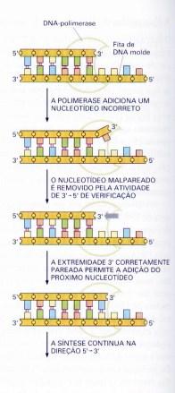 de uma ligação fosfodiéster entre a extremidade 5 com a 3 adjacente.