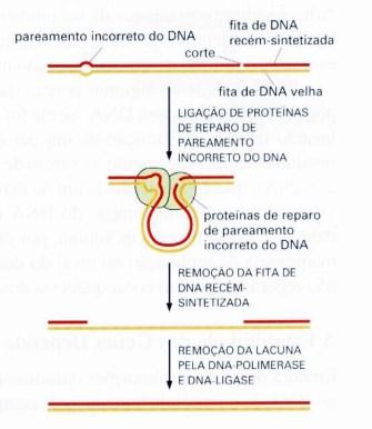 possui Uma atividade de polimerização 5 3 Uma atividade de exonuclease 3 5 DNA