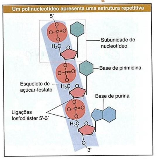 Ligação fosfodiéster Ocorre