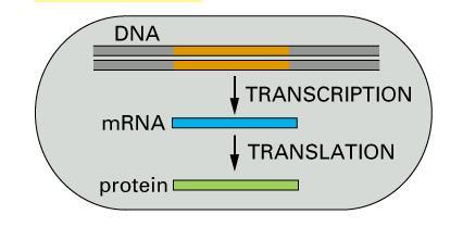 do mrna