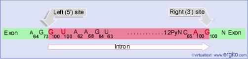 Junções de splicing: regra GU/AG 98% das junções de splicing