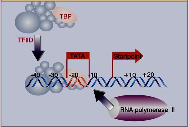 Promotores de genes transcritos pela RNApol II Tata